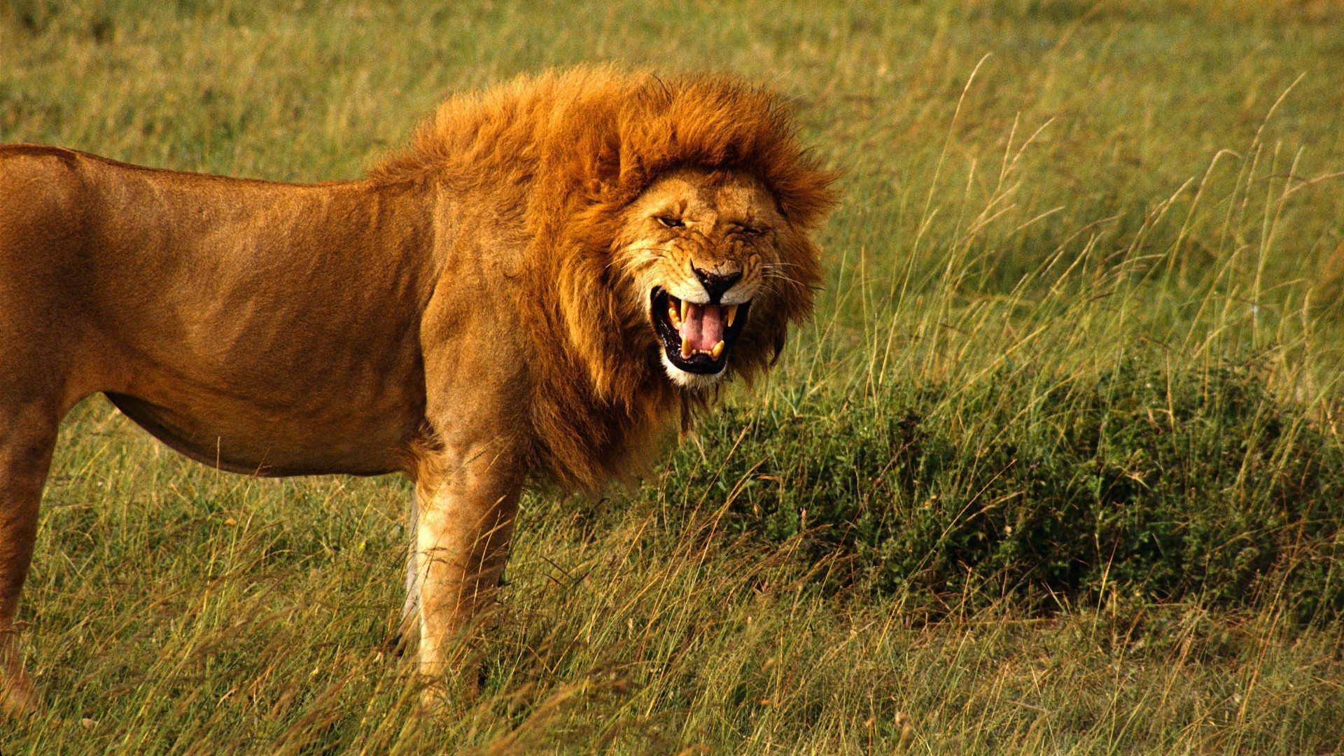 The Lion Roars - Wikipedia