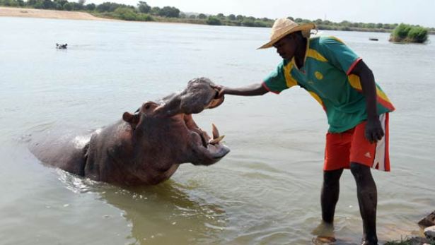 Man and Hippo