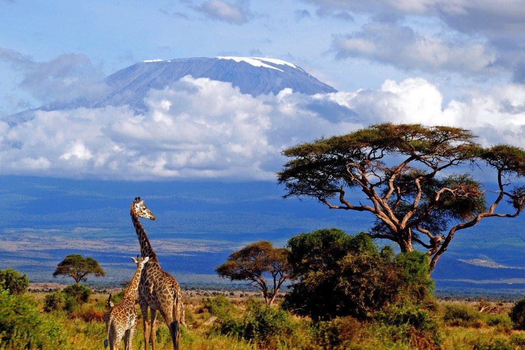 kilimanjaro-giraffe-1