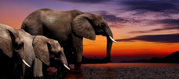 10 Most Endangered Animals in Africa