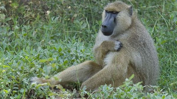 baboon facts