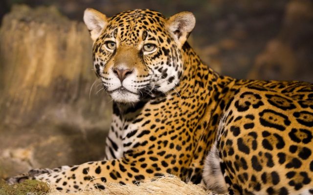 leopard-5