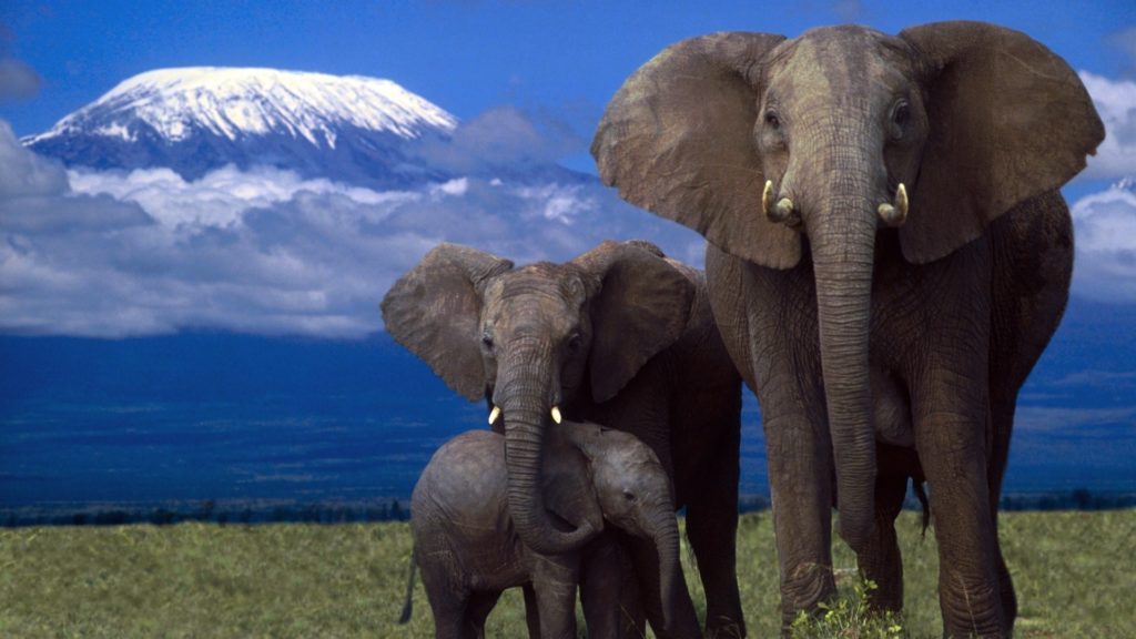 endangered animals in africa