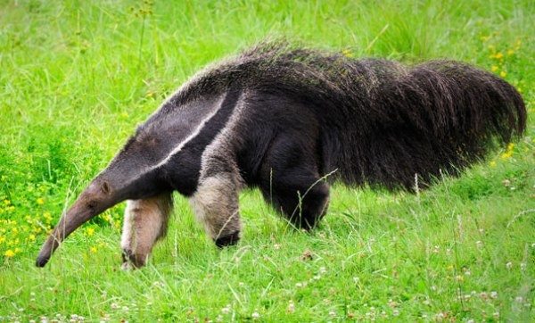 anteaters complete anatomy