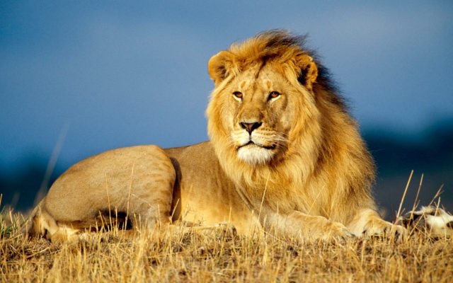 African_lion_king-wide-640x400.jpg