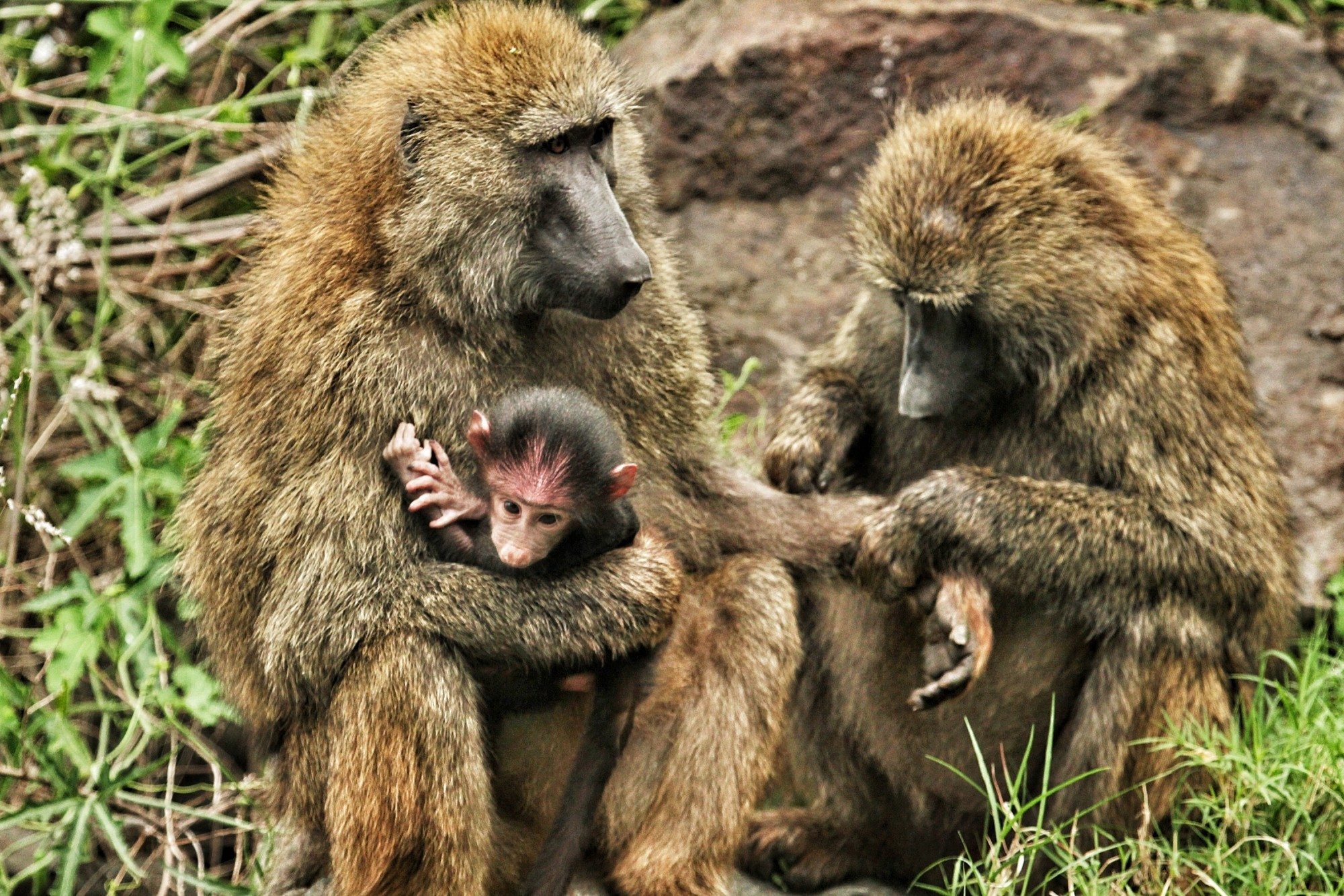 20-interesting-baboon-facts