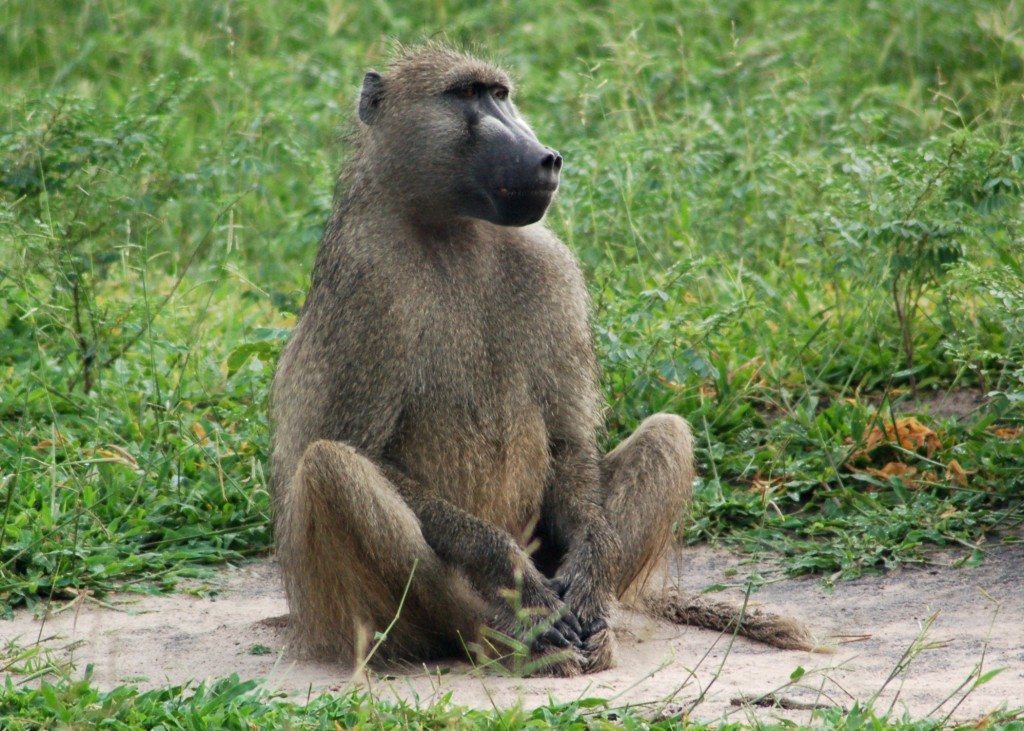 Baboon6_0427