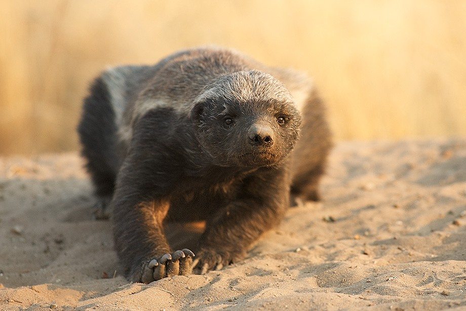 Honey-Badger