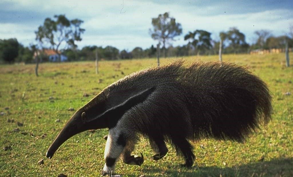 anteater facts