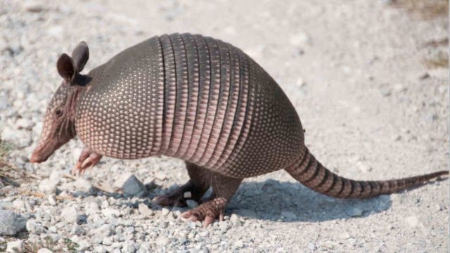 Are Armadillos Blind
