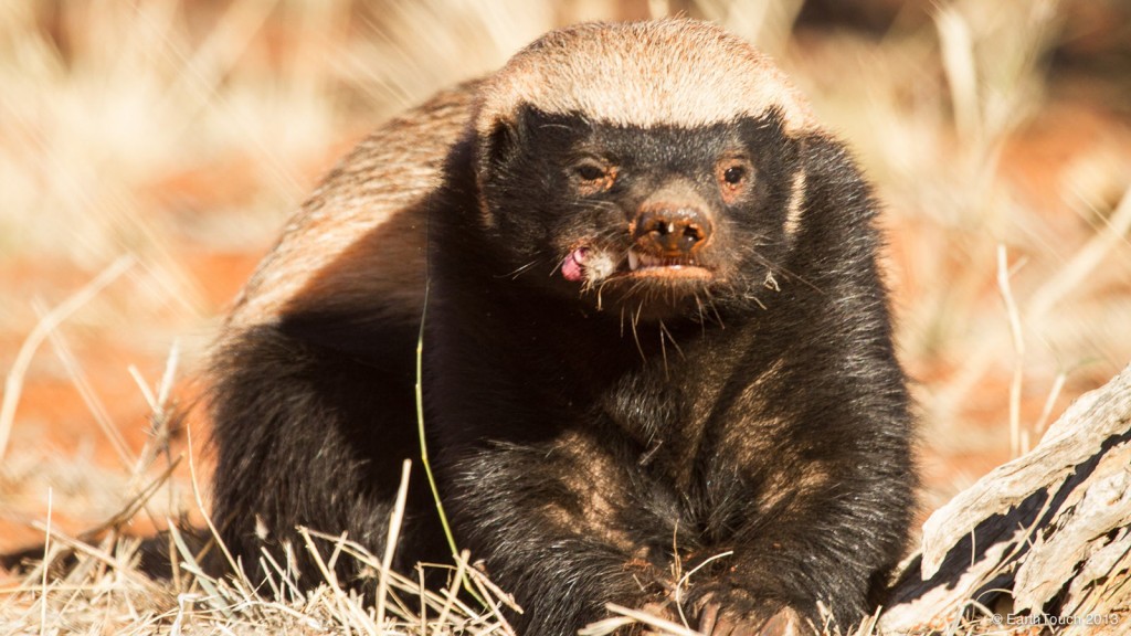 What Is The Meaning Of A Honey Badger