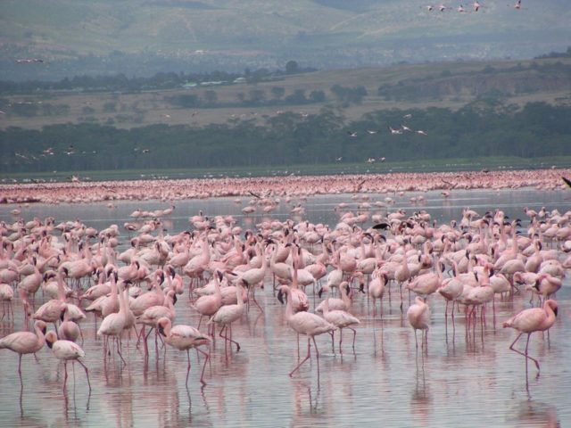 2_Lake_Naivasha-1024x768
