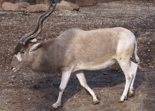 Addax