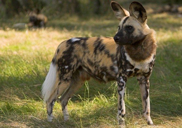 African Wild Dog