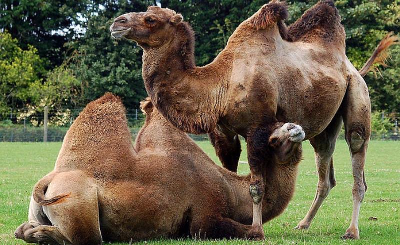 Camel facts