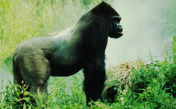 Mountain Gorilla