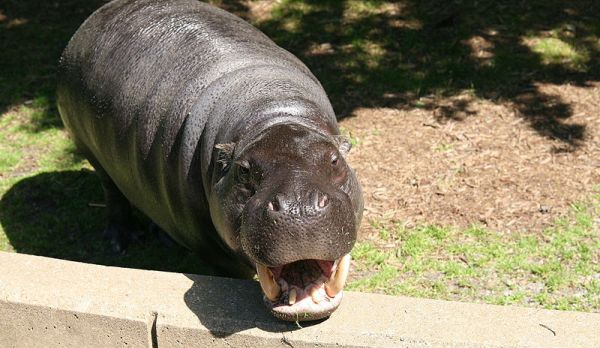 Pygmy Hippopotamus