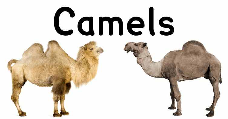 camel facts