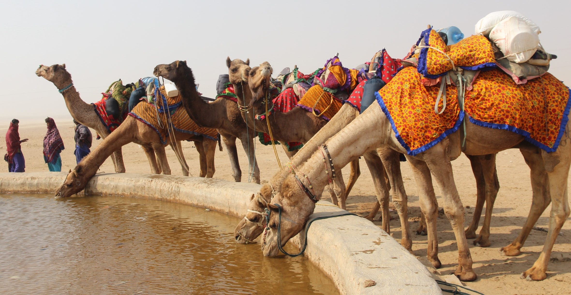 How Much Water Does Camel Drink At One Time