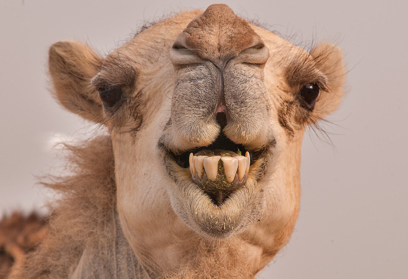 20 Most Interesting Camel Facts With Photos - Answers Africa