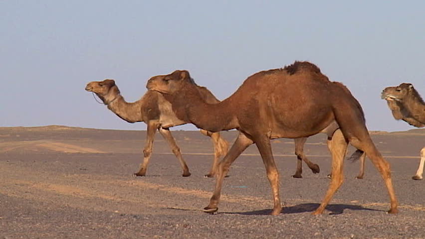 camel facts