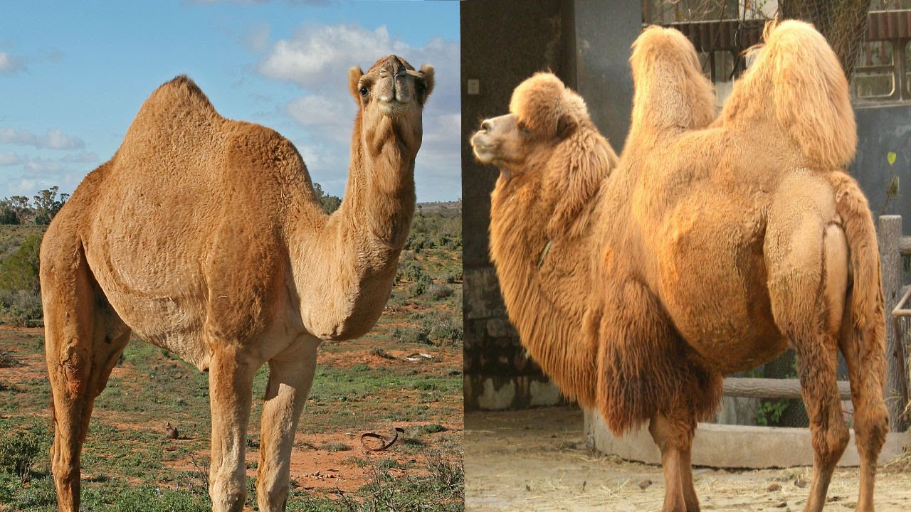 camel facts