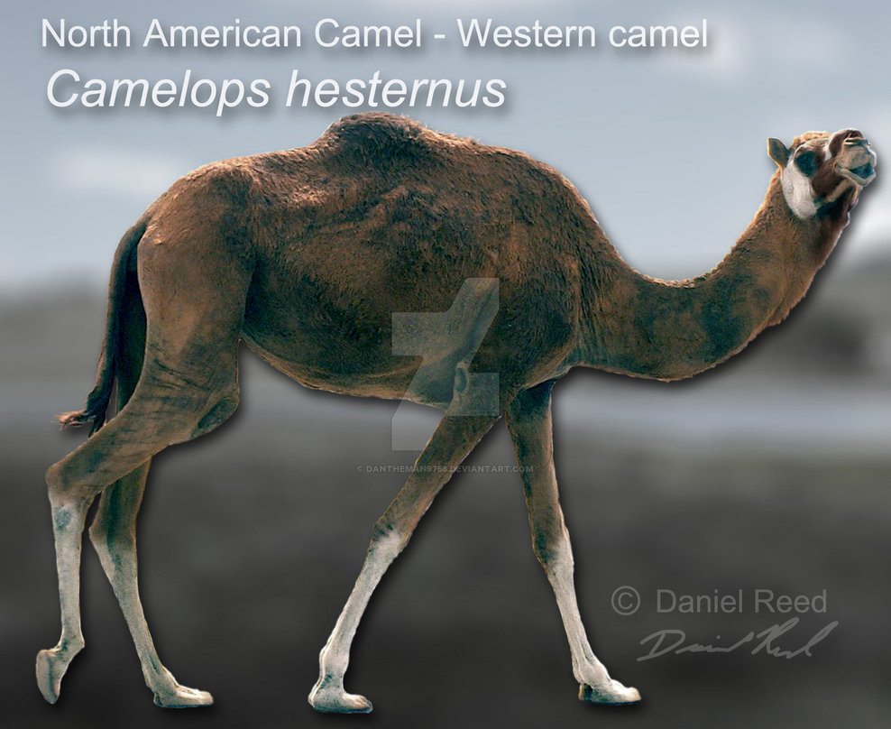 camel facts