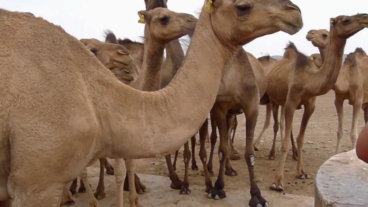 camel facts