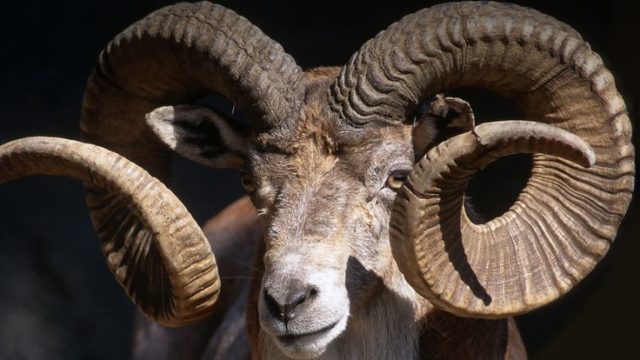 Evil Animals Which Creepy Animals Are Associated With Evil 