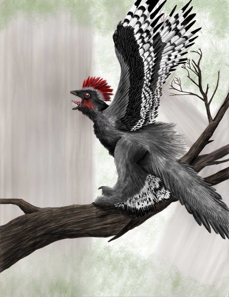 'Anchiornis huxleyi'