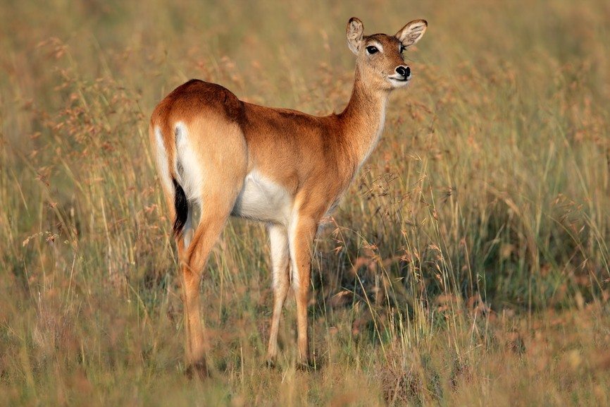 Red lechwe antelope