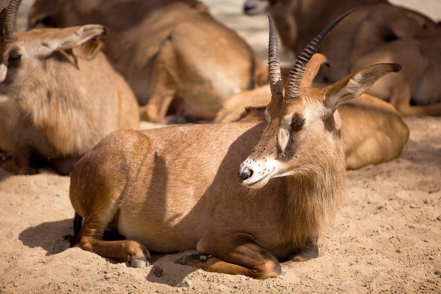 African Antelopes
