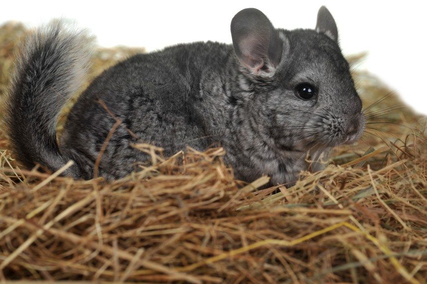 Grey nice chinchilla - Facts about Chinchillas