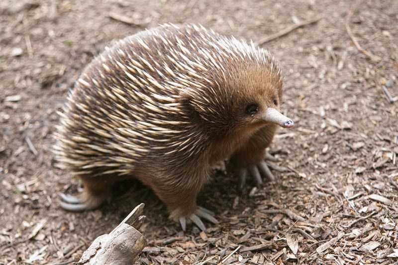 20 Lesser Known Facts About Echidnas 
