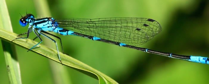 Download 20 Dragonfly Facts, Pictures and Symbolism