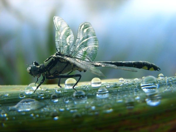 Dragonfly