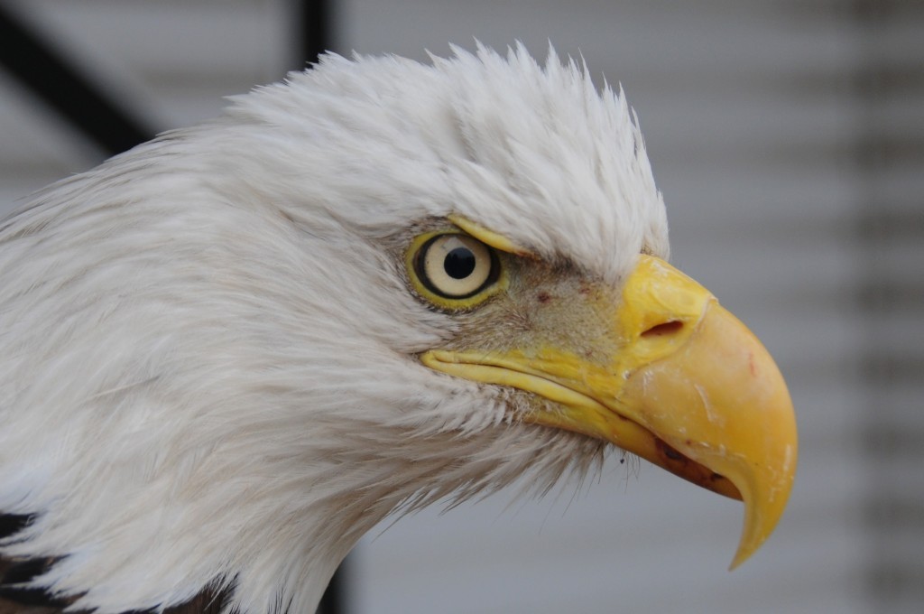 Eagle eyes - eagle characteristics