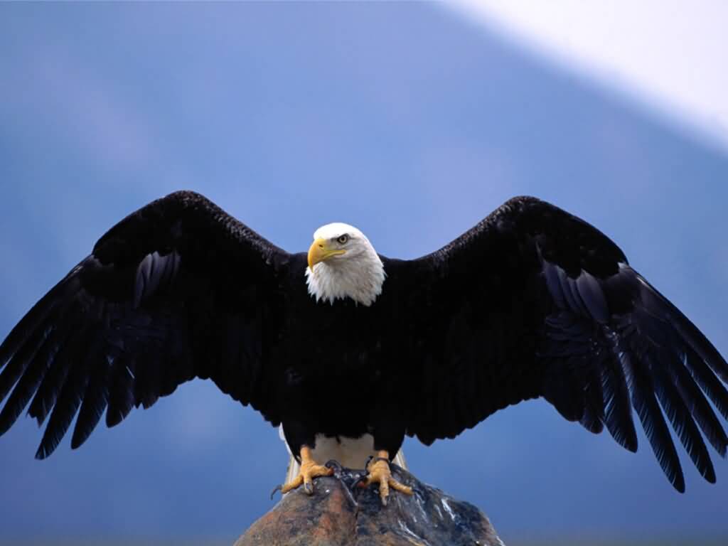 Eagle3