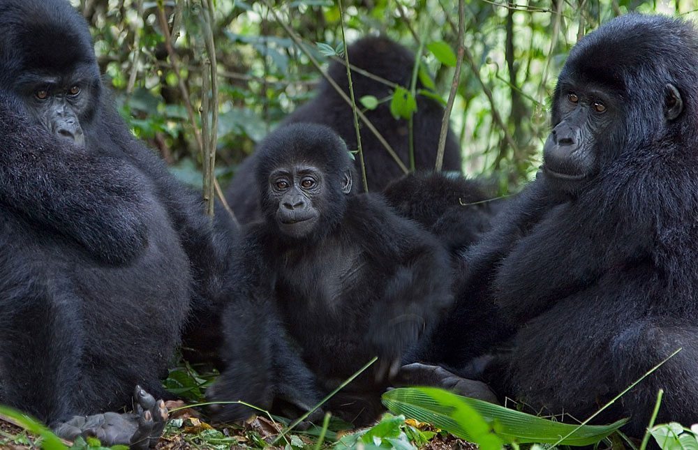 Bwindi Impenetrable National Park, Uganda