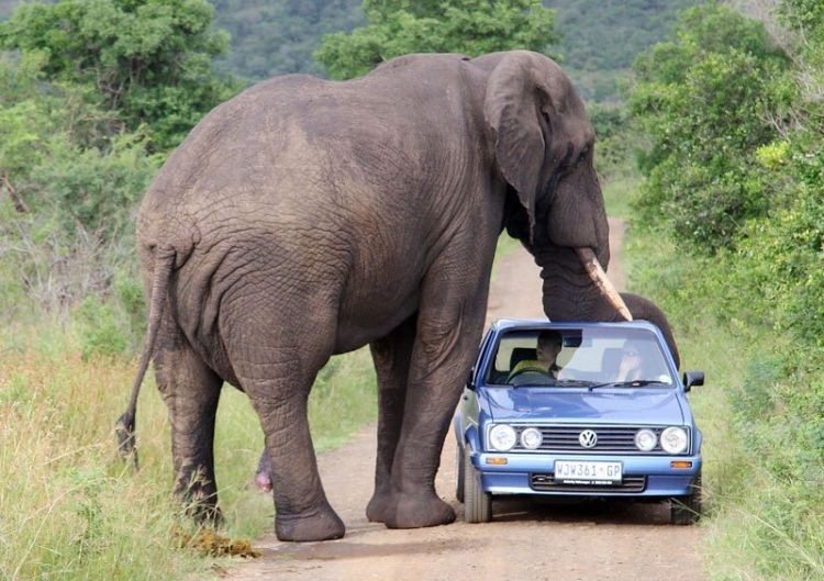 Kruger National Park, South Africa