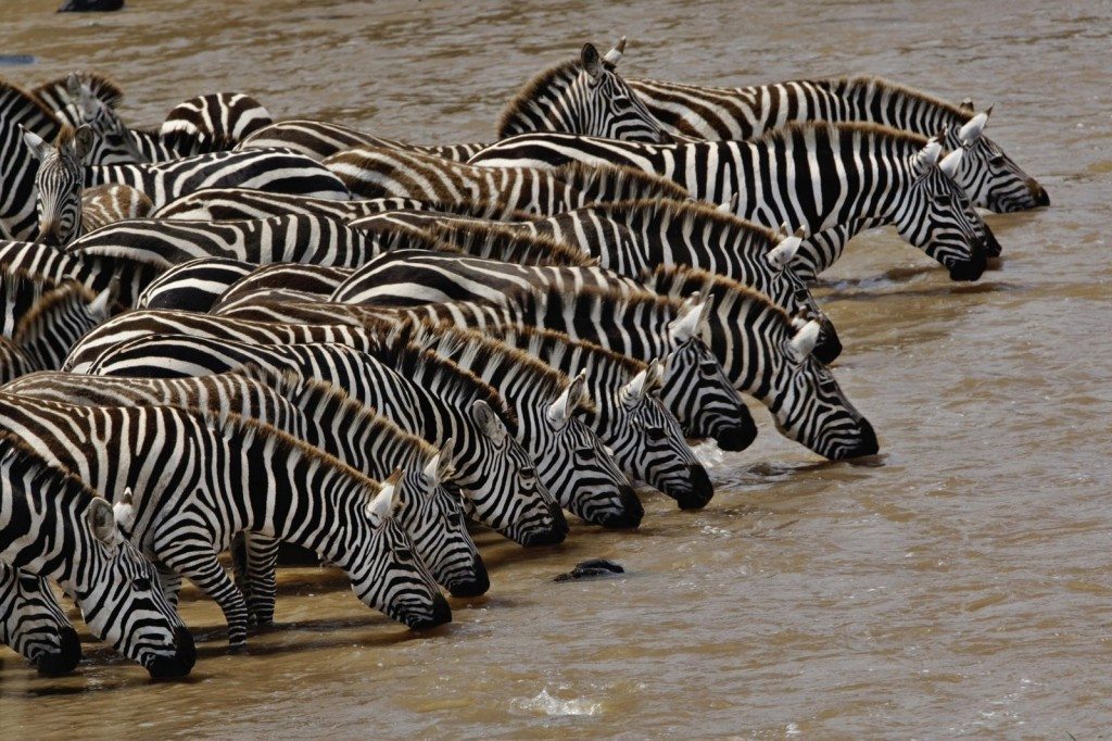 Herd of Burchell's Zebra driking, Mara River, Masai Mara, Kenya - national parks in africa