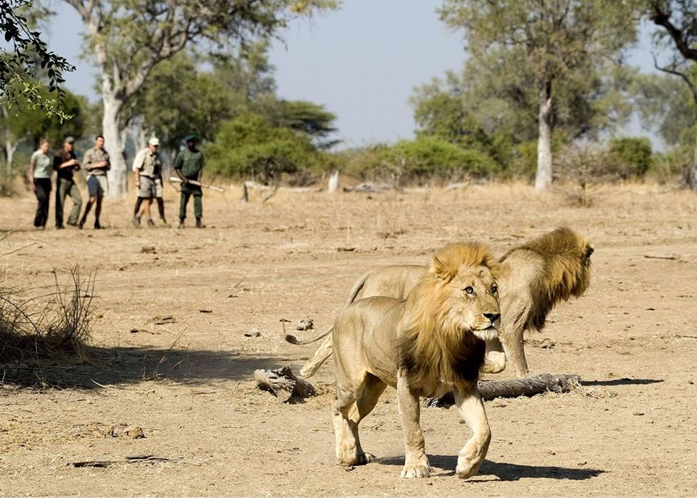 South Luangwa National Park in Zambia