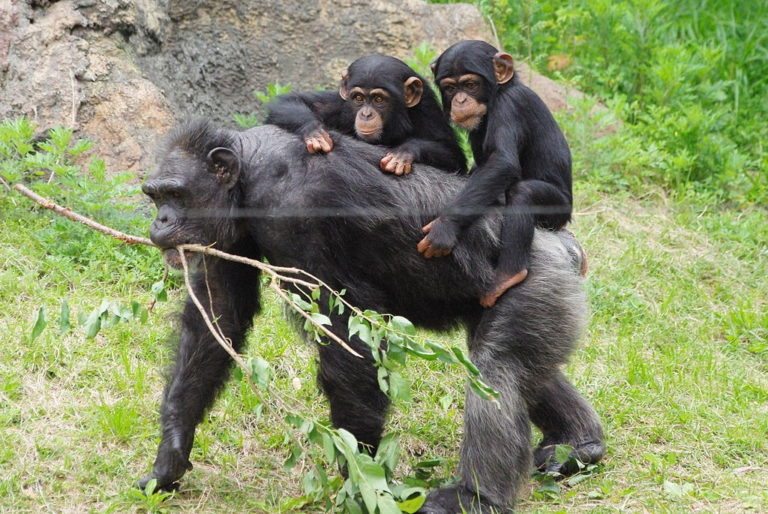 20 Interesting Facts About Chimpanzees