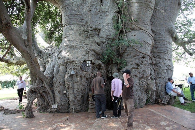1000 year old Africa tree