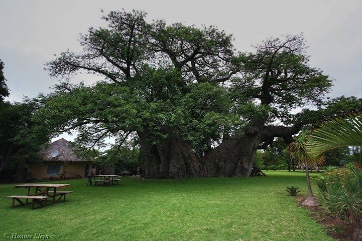1000 year old Africa tree