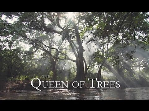 queen-of-trees