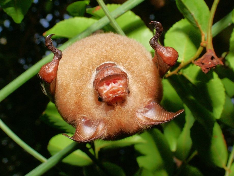 madagascar-bat-