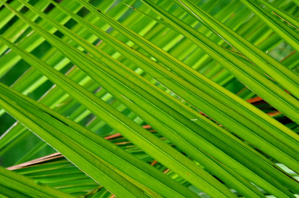 Palm-leaves