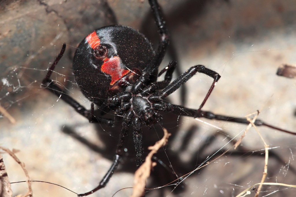 7 Most Terrifying African Spiders You Ve Probably Never Seen   Red Back Underside 1024x683 