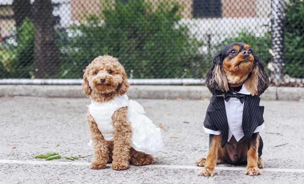 dog wedding 1